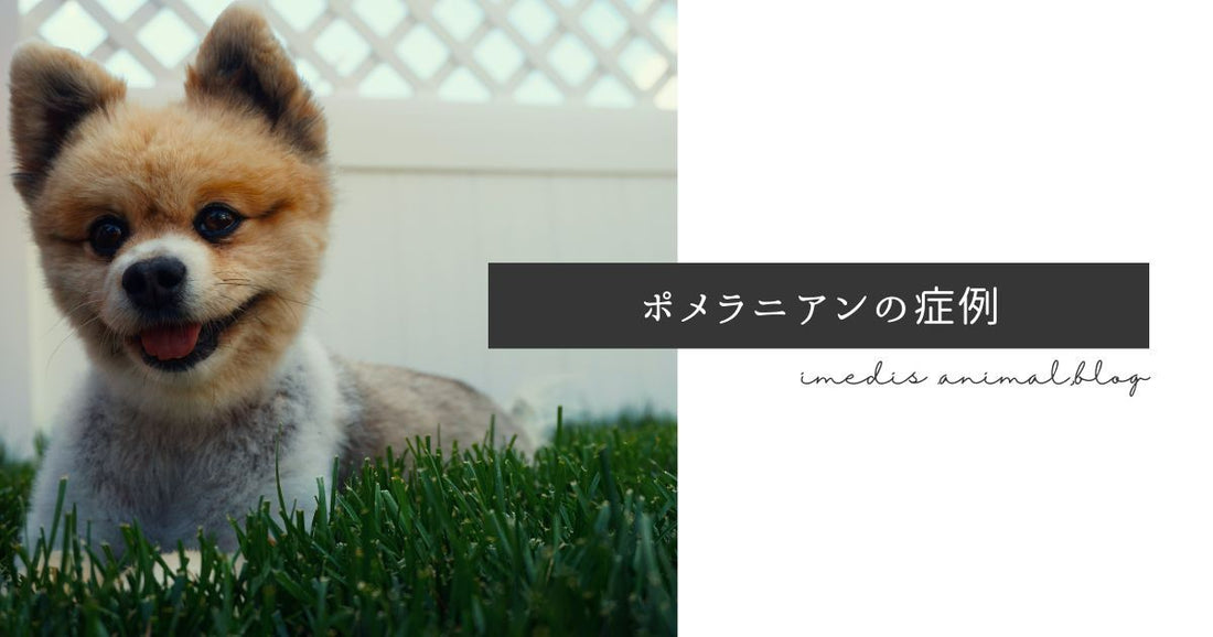 動物病院で体質の問題と診断されたポメラニアンのアレルギー検査
