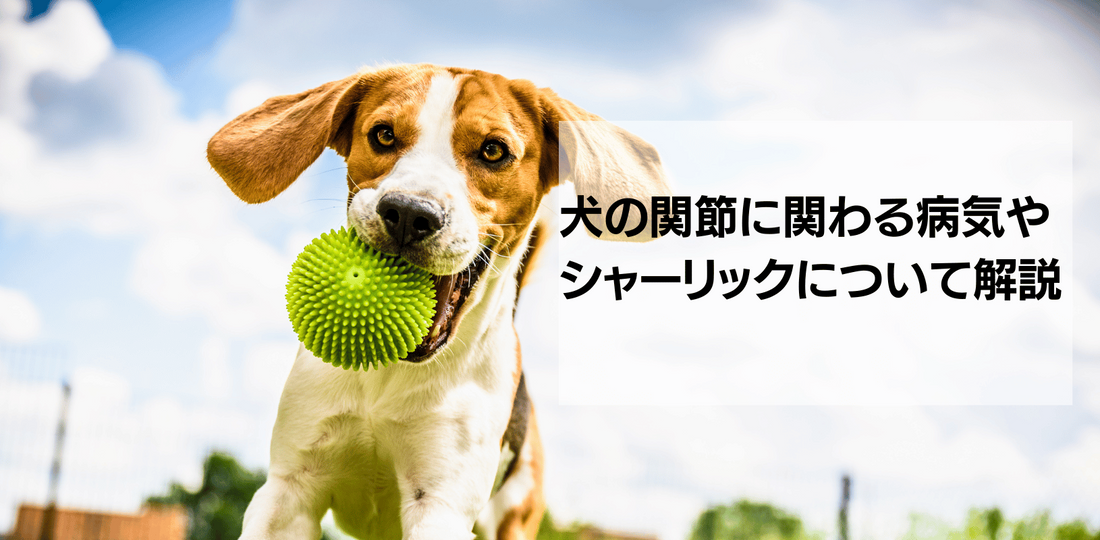 犬の関節をサポートするシャーリック