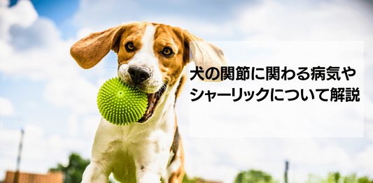 犬の関節をサポートするシャーリック