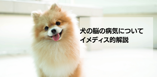 犬の脳の病気について解説