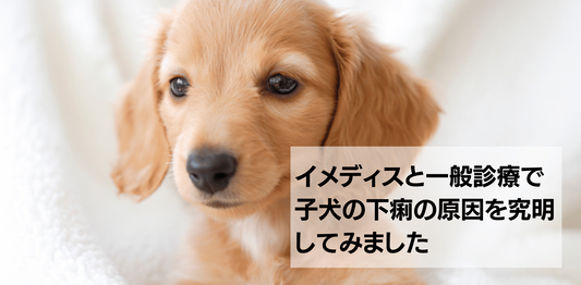 イメディスと薬の併用【子犬の下痢】