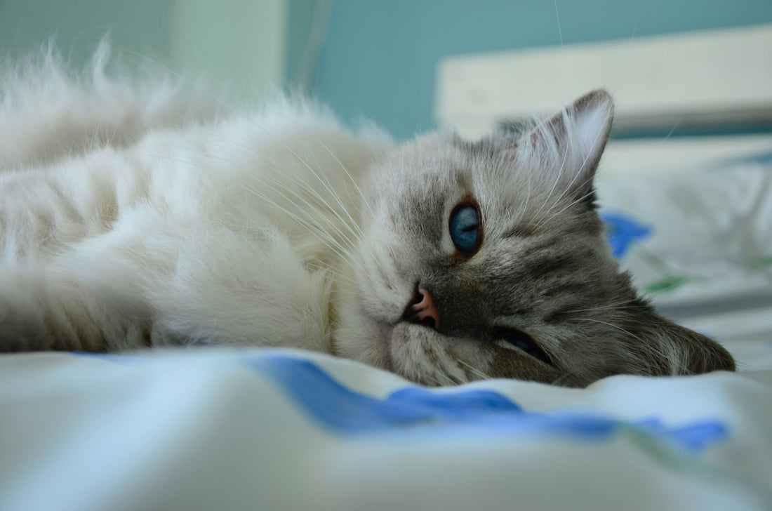 猫のラグドールのアレルギー検査について