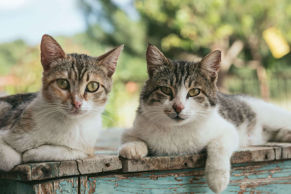 膵炎になった猫の治療について
