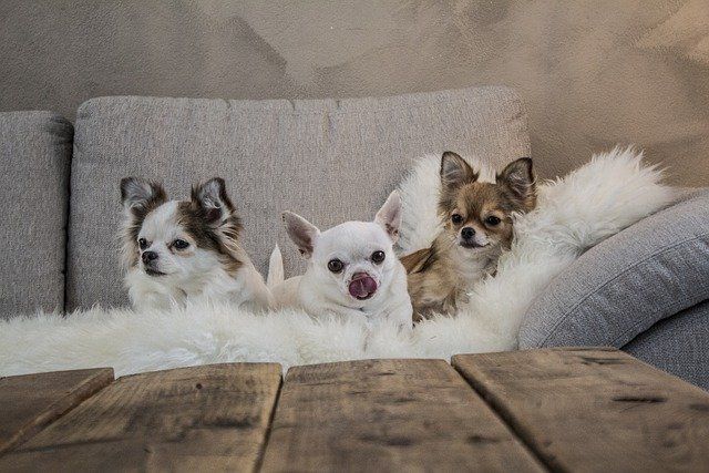 多頭飼いで後悔？先住犬がストレスで病気になる前に