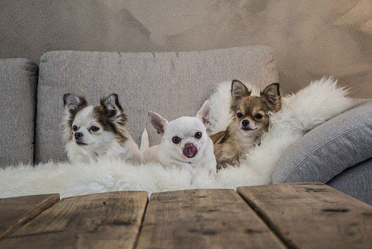 多頭飼いで後悔？先住犬がストレスで病気になる前に